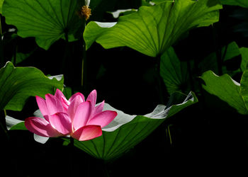 Close-up of pink flowers blooming outdoors