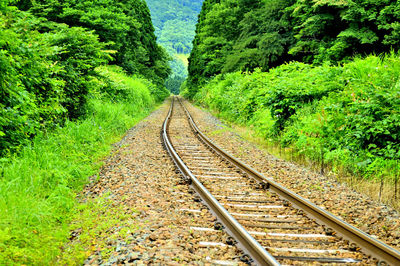 Railroad tracks along trees and plants