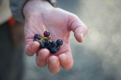 Close-up of hand holding fruit