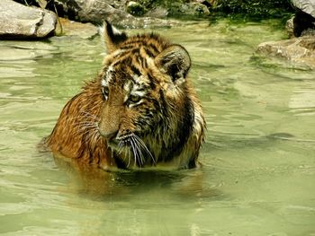 View of a turtle in lake