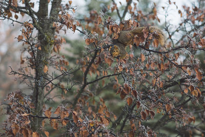 Close-up of squirrel on tree branch in forest