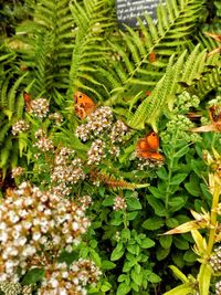 Close-up of insect on plant