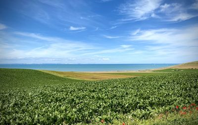 Scenic view of field against sky