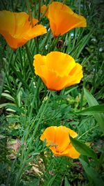 Close-up of yellow crocus blooming on field