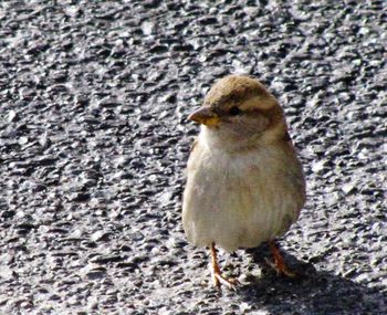 Bird perching on wall