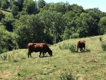 Horses in a field