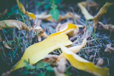 Close-up of dry leaves on field