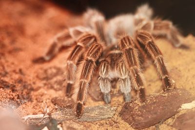 Close-up of spider