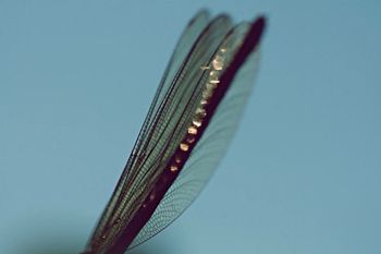 CLOSE-UP VIEW OF WHITE BACKGROUND