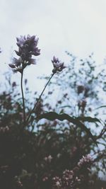 Low angle view of flowers blooming against sky