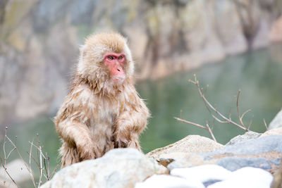 Monkey looking away on rock