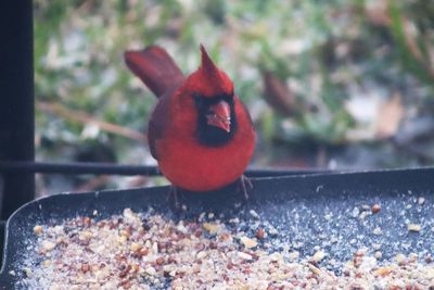 Close-up of rooster on red outdoors