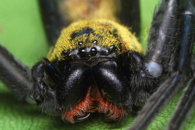 Close-up of spider