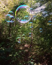 Close-up of bubbles in park