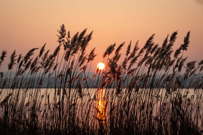 Silhouette plants against sky during sunset