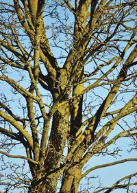 Low angle view of tree against sky on sunny day