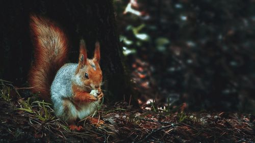 Close-up of squirrel on tree