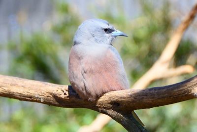 Close-up of bird perching on branch