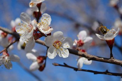 Close-up of apple blossoms in spring