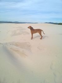 Dog standing on sand dune against sky