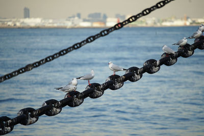 Close-up of seagull on chain against sea