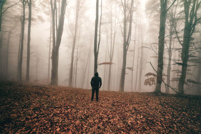 Full length of people walking on tree trunk