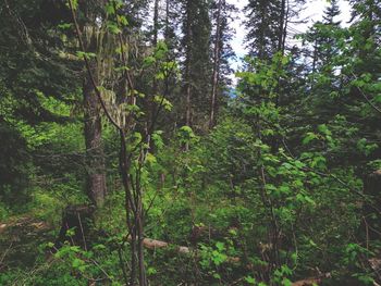 View of trees in forest