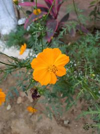 High angle view of orange flower on field