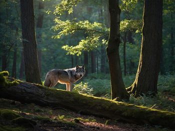 Cat walking in forest