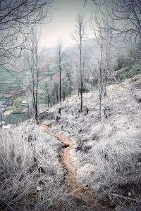 Bare trees in forest during winter