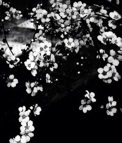 Close-up of white flowers