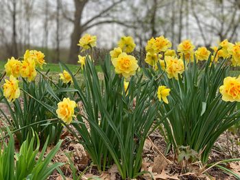 Close-up of yellow daffodil flowers in field