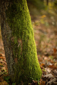 Close-up of moss growing on tree trunk