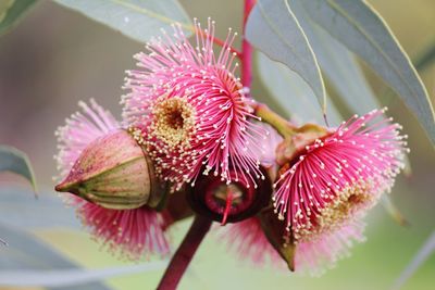 Close-up of pink flowers blooming outdoors