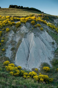 Yellow flowers growing on landscape against sky