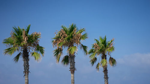 Low angle view of palm trees against clear blue sky