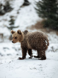 View of an animal on snow covered land