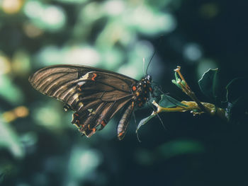 Close-up of butterfly pollinating flower