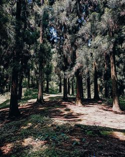 Trees on field in forest