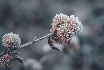 Close-up of wilted plant during winter