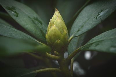 Close-up of plant