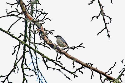 Low angle view of bird perching on branch against sky