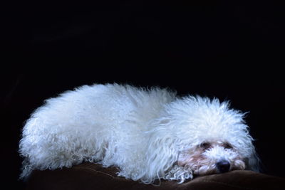 Close-up of a dog over black background