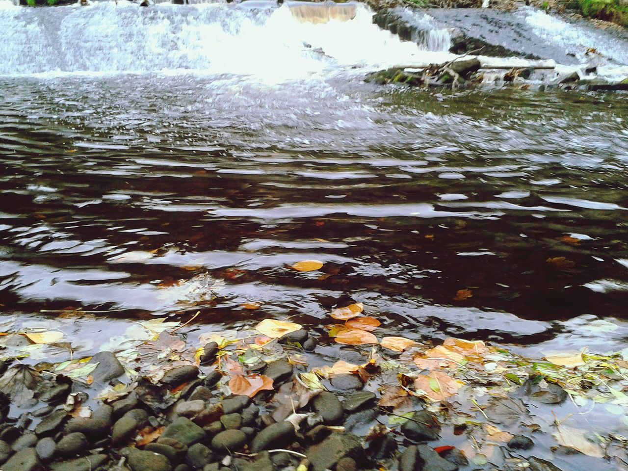 CLOSE-UP OF LEAF ON WATER