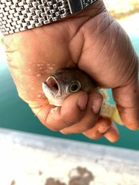 Close-up of hand holding small finger