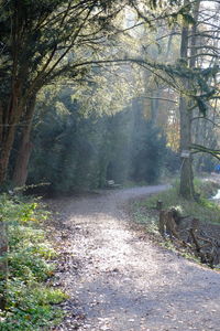 Trees in forest