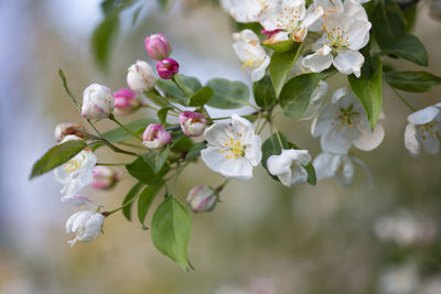 Close-up of white cherry blossoms