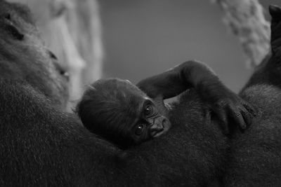 Close-up of monkey