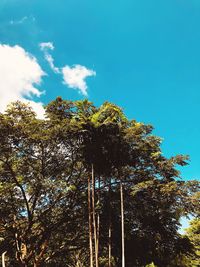 Low angle view of trees against sky