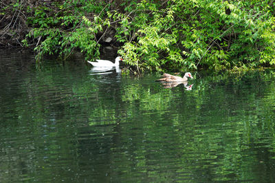 Duck swimming in lake